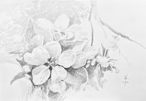 IMG_0233.jpeg